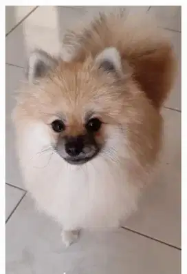 Jual murah super minipom usia 2 tahun jantan ada surat stambum, 2,6jt