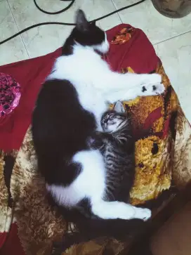 Lepas adop anakan kucing usia 3 bulan corak exotic garis2 macan mujair