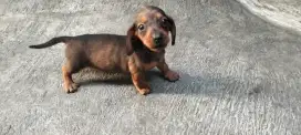 Puppy Tekel / Dachshund