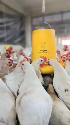 Ayam Potong Fresh Pejantan Kampung Boiler Usus Kulit