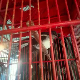 burung kacer anakan
