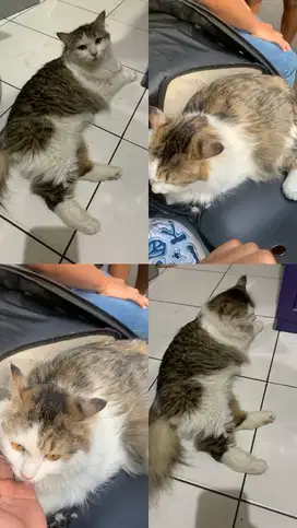 kucing anggora bekas berkualitas