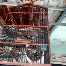 burung kacer jantan posisi dorong ekor