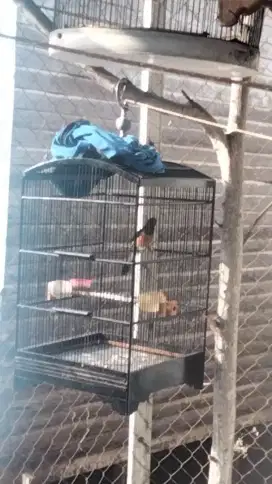 burung murai kalbar bunyi