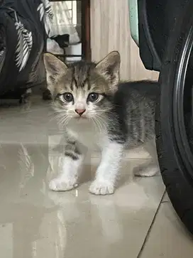 Adopsi anak kucing