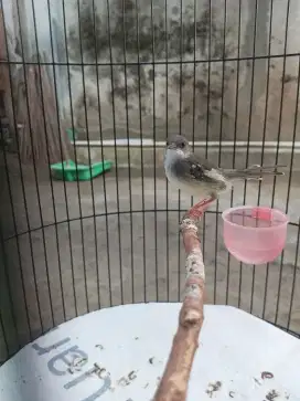 Cisem postur nyuss, harian nembak