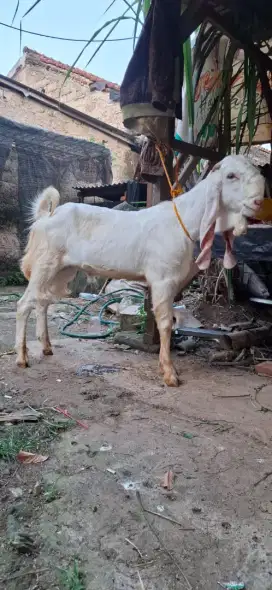 Kambing Senduro