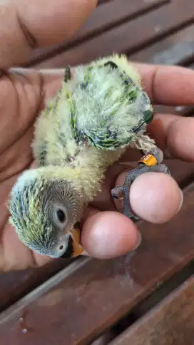 Kepala Orange Burung Non Klep Love Bird Lolohan Anakan