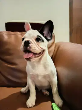 Dijual puppy french bulldog big bone