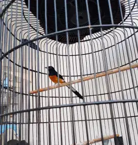 Murai batu pastol ekor panjang