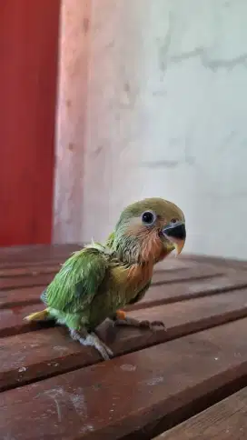 Kepala Merah Burung Non Klep Love Bird Lolohan Anakan