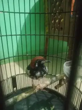 burung anis kembang