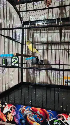 Kenari af bon cerah bunyi