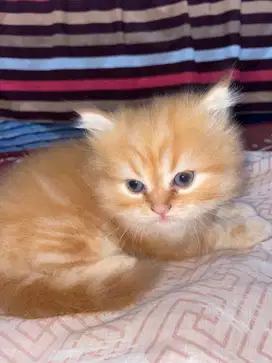 Jenis kucing Persia