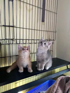 Blue Munckin BSH