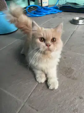 Kucing Persia 6 Bulan
