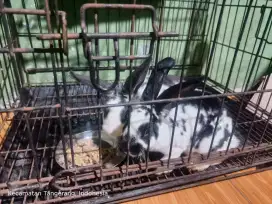 KELINCI REX SEPASANG