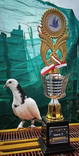 Merpati kolongan prestasi