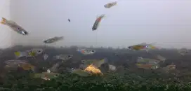 Ikan cere sepasang