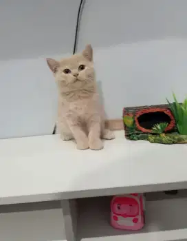 Kitten BSH cream jantan