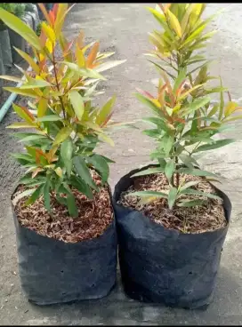 jual tanaman hias pucuk merah