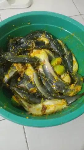 Ikan Lele Kosumsi
