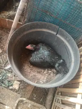 Ayam biangan bangkok mangon produksi 1x