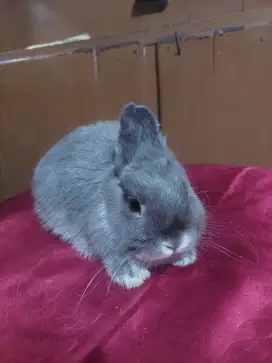 Kelinci netherland dwarf