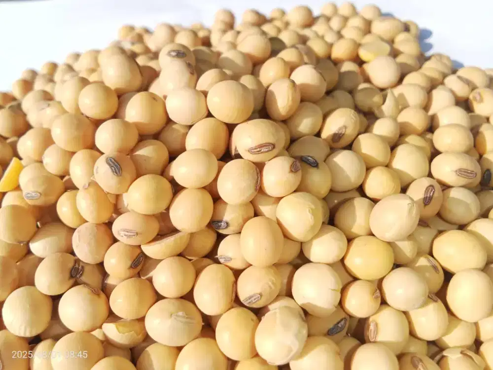 Lowongan gudang kacang kedelai