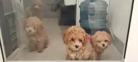 Anakan Toy Poodle Stambum Microchip