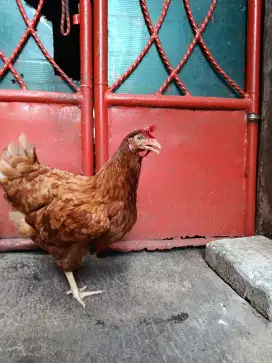 Ayam Petelur Aktif Produksi