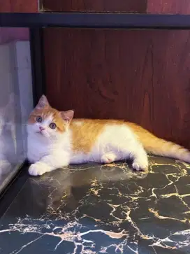 Kucing kitten munchkin jantan red bicolour