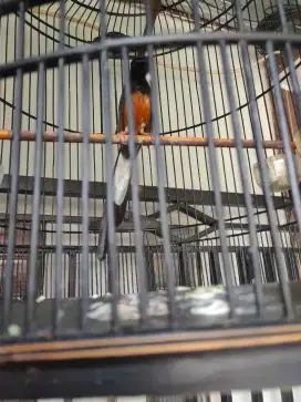 Burung murai batu
