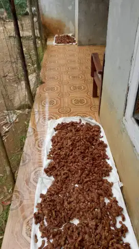asem jawa asli tanpa pengawet