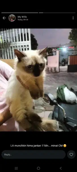 Munchkin himalaya jantan