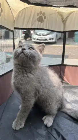 Anak Kucing BSH