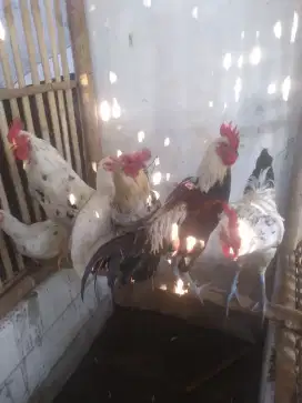 Ayam kampung sehat sehat