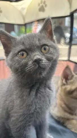 Anak Kucing BSH (Cola)