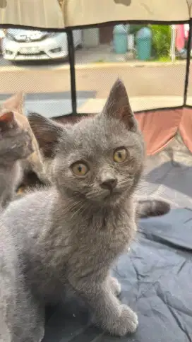 Anak Kucing BSH (Pepsi)