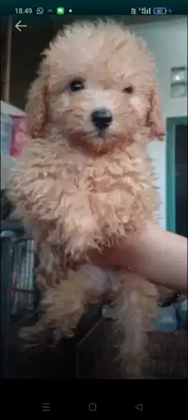 Dijual poodle betina asli