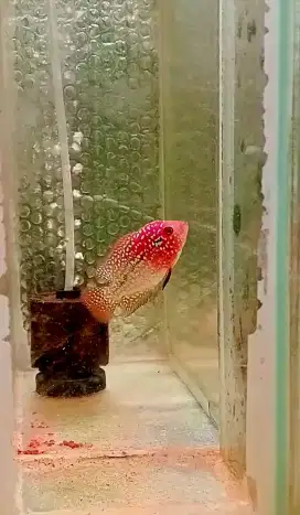 Louhan Kamfa F2