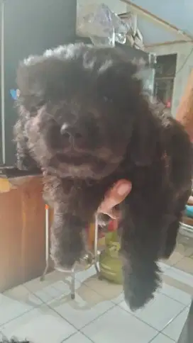Anak anjing campuran