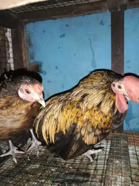 Ayam kate 1jntan 2betina