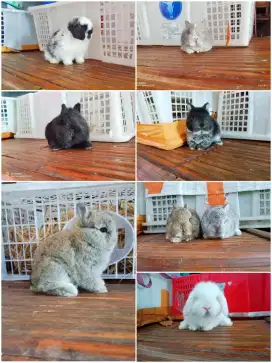 Peternakan kelinci lucu jinak