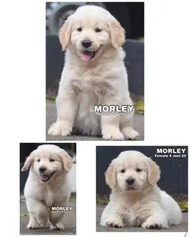 Golden retriever puppy stambum vaksin