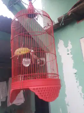 Burung crucuk fullset sama kandang