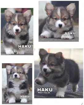 Corgi puppy stambum vaksin