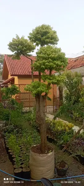 Bonsai anting putri tgg 3m