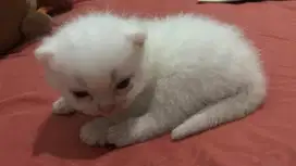 Anak bsh white solid