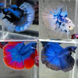 Betta Fish / Ikan Cupang